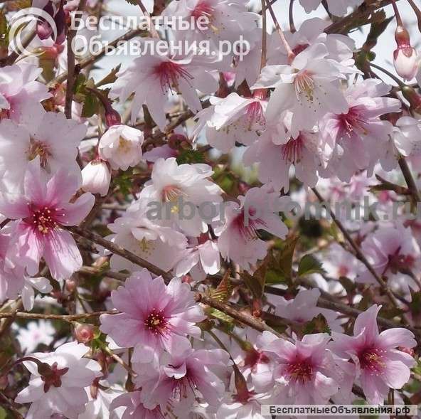 Сакура (вишня японская декоративная) в горшках для посадки купить в Москве и Подмосковье