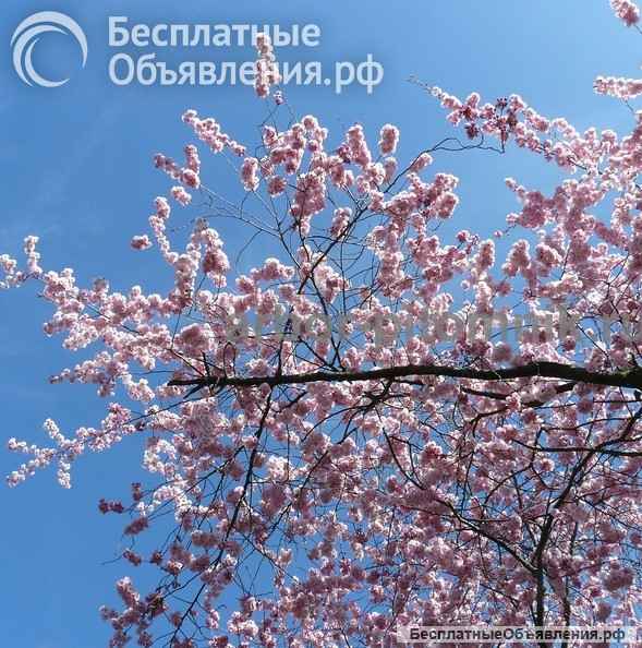 Сакура (вишня японская декоративная) в горшках для посадки купить в Москве и Подмосковье