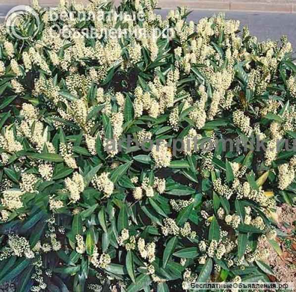 Сакура (вишня японская декоративная) в горшках для посадки купить в Москве и Подмосковье