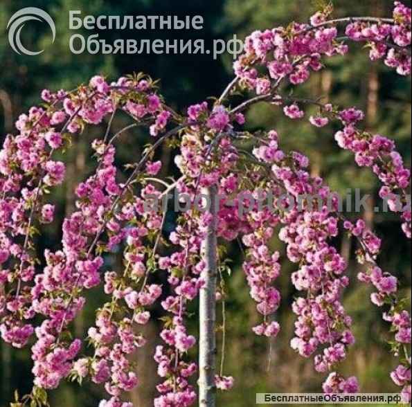 Сакура (вишня японская декоративная) в горшках для посадки купить в Москве и Подмосковье