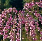 Сакура (вишня японская декоративная) в горшках для посадки купить в Москве и Подмосковье