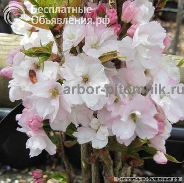 Сакура (вишня японская декоративная) в горшках для посадки купить в Москве и Подмосковье