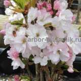 Сакура (вишня японская декоративная) в горшках для посадки купить в Москве и Подмосковье