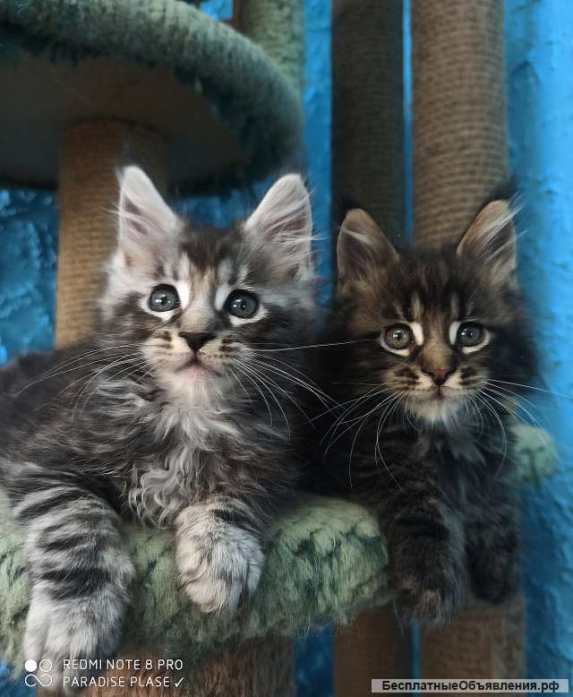Котята Мейн кун из питомника