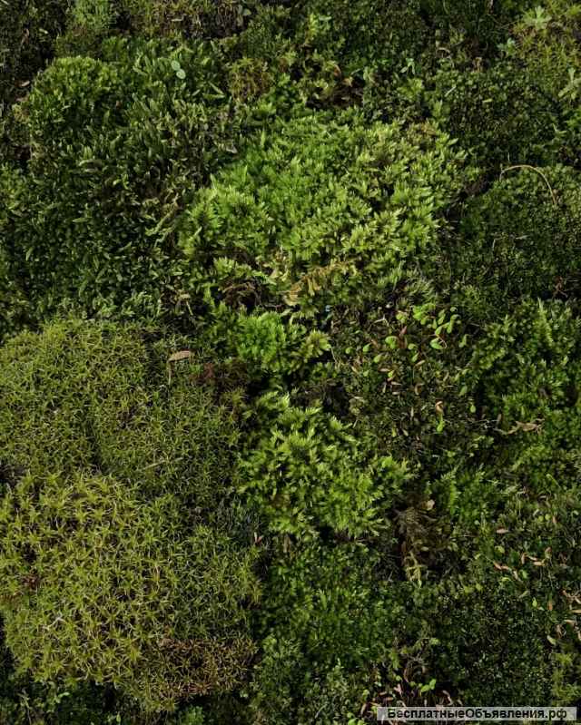 Панно: Живой мох