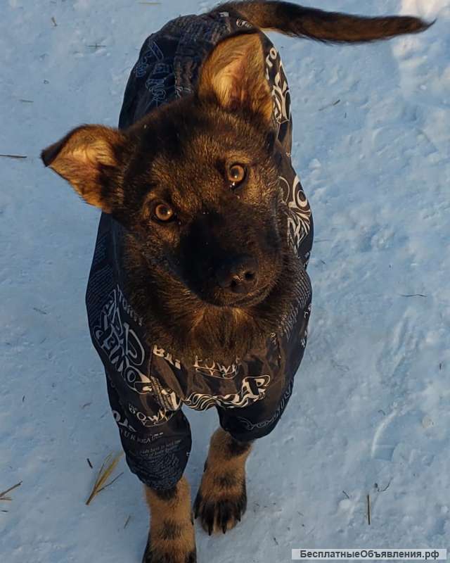 Щенок Рони в добрые руки