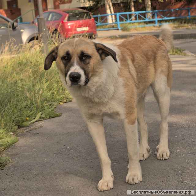 Пес-охранник ищет работу