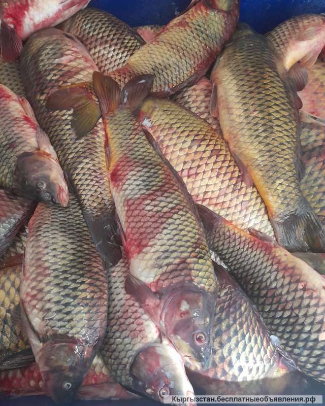 Рыба речная астраханская от производителя