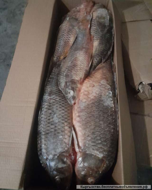 Рыба речная астраханская от производителя