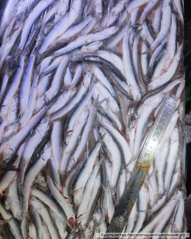 ХАМСА черноморская от производителя