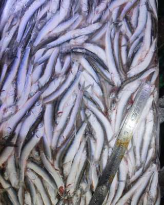 ХАМСА черноморская от производителя