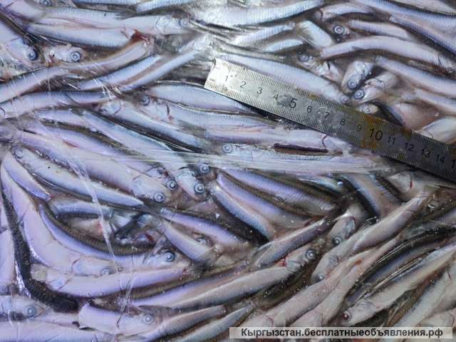 ХАМСА черноморская от производителя