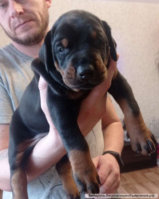 Щенок добермана