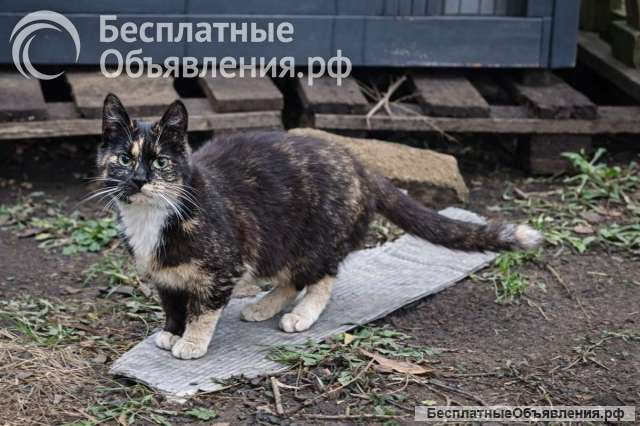 Молодая кошечка Люся ищет дои