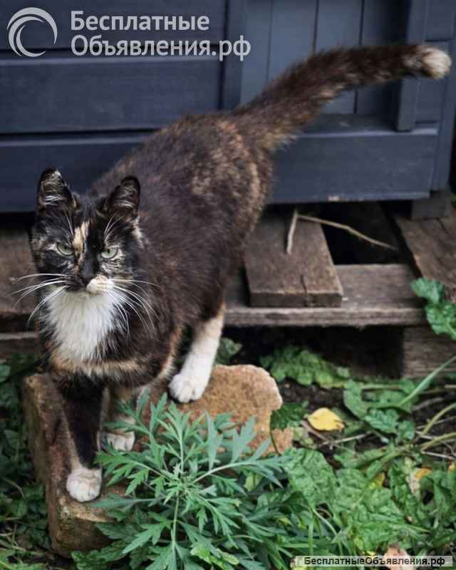 Молодая кошечка Люся ищет дои
