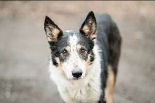 Умный и скромный пёс Барон в добрые руки