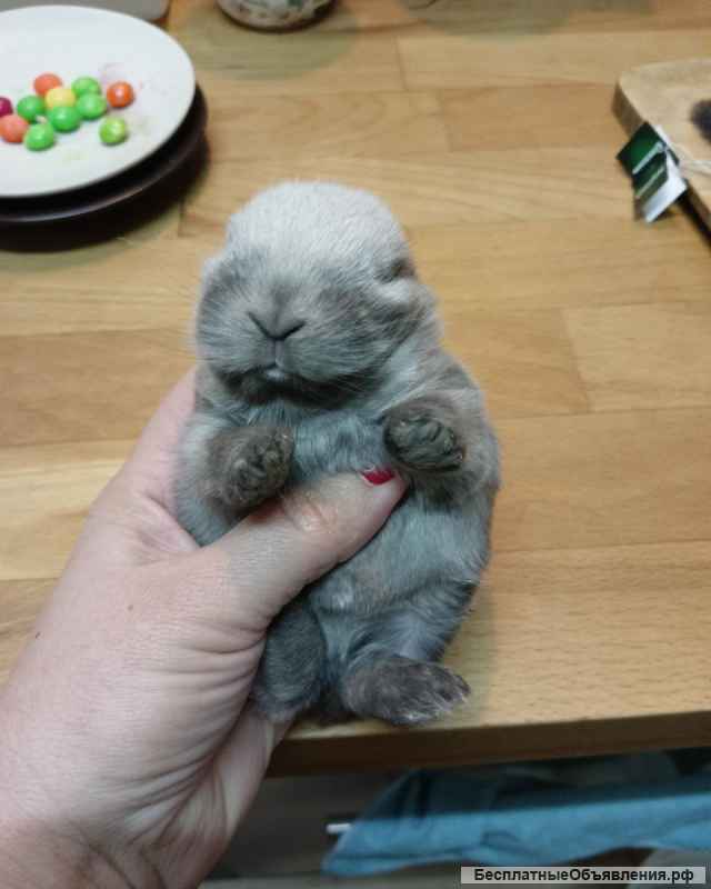 Шикарные вислоухие крольчата в отличном породном типе, миниатюрного размера с родословной и подаркам