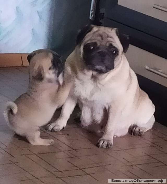 Мопса щенки