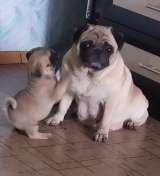 Мопса щенки
