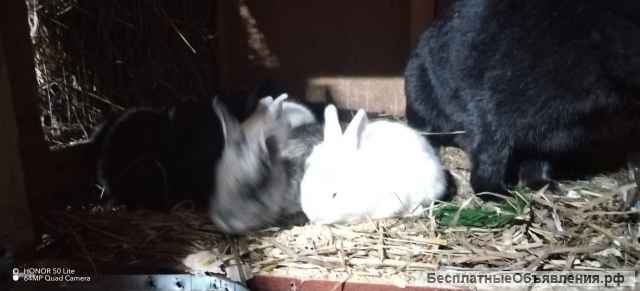 Взрослые кролики