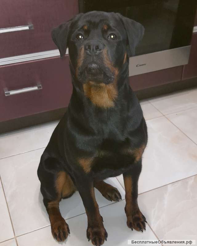 Отдам в добрые руки