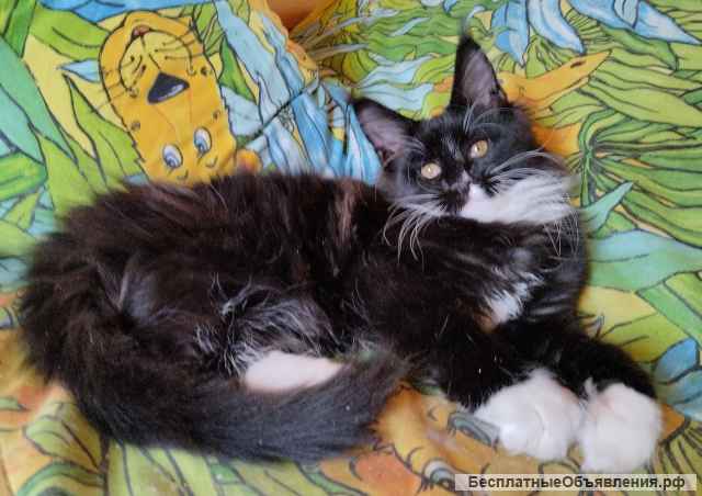 Котята мейн кун продажа