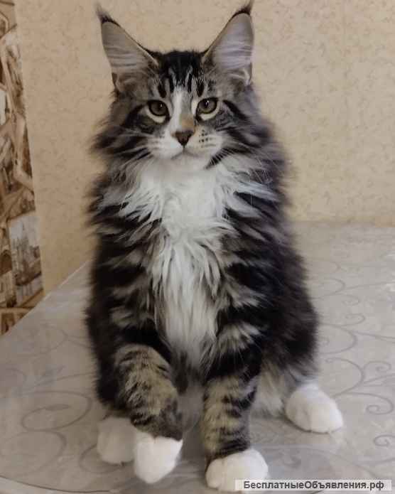 Котята мейн кун продажа