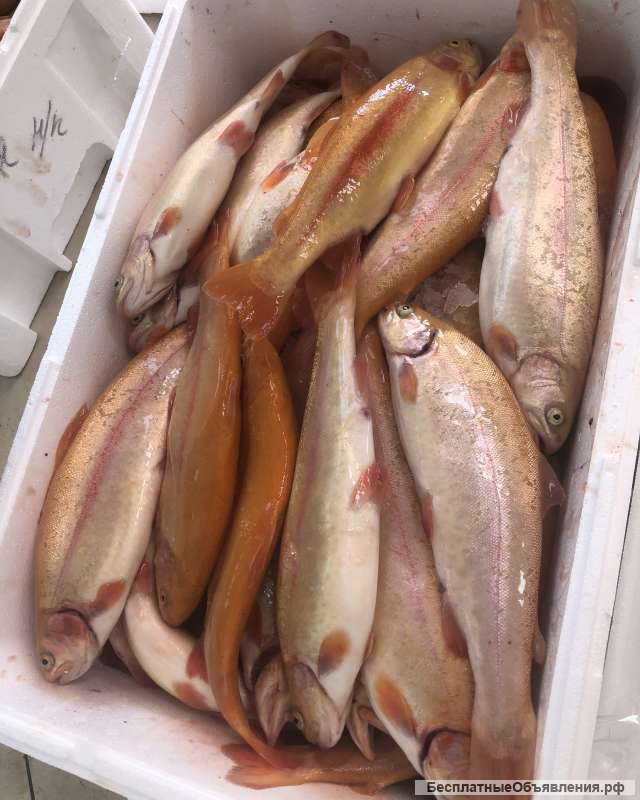 Помощник, продавец живой рыбы