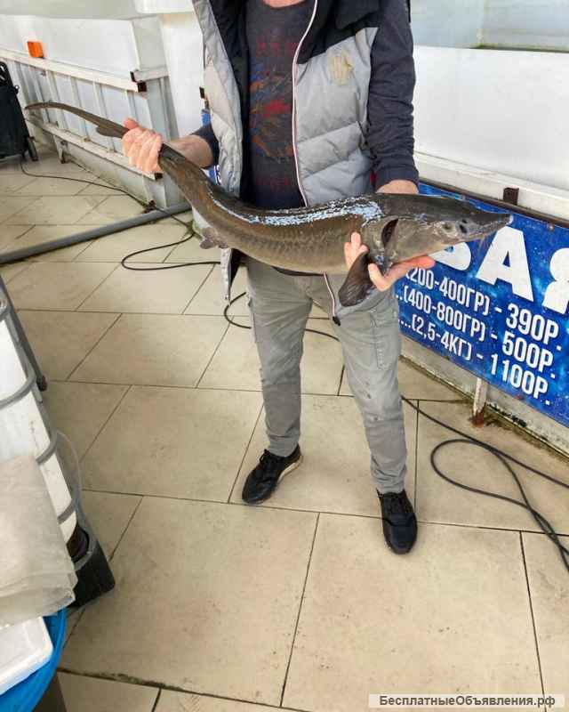 Помощник, продавец живой рыбы