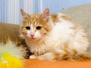 Забавная кошка Дусенька в добрые руки