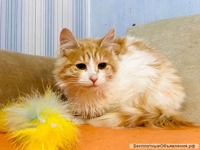 Забавная кошка Дусенька в добрые руки