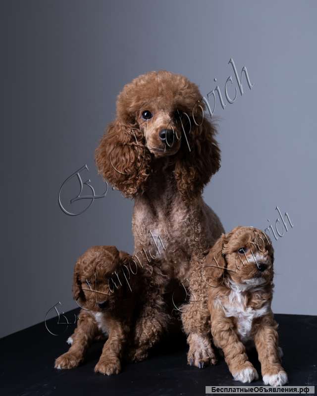 Щенки миниатюрного пуделя
