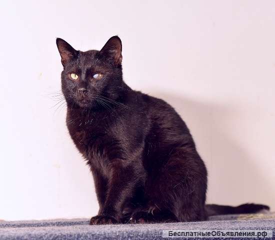 Молодой чисто черный кот Миша в добрые руки