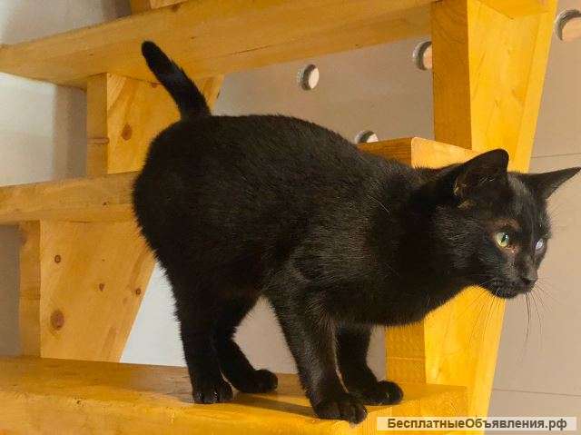 Молодой чисто черный кот Миша в добрые руки