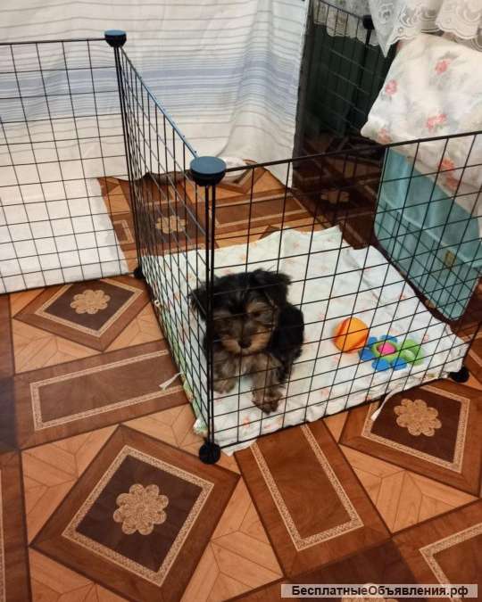 Щенок йорка мини