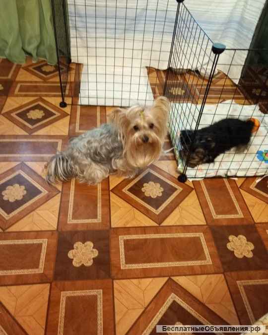 Щенок йорка мини