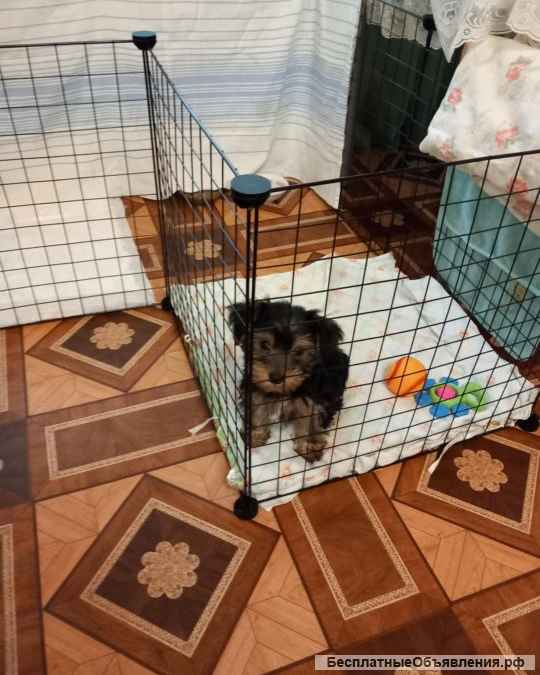 Щенок йорка мини