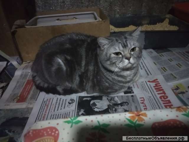 Найден кот Мишка