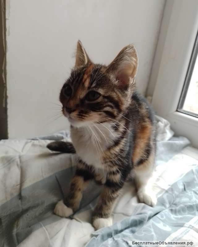 Кошечки в добрые руки