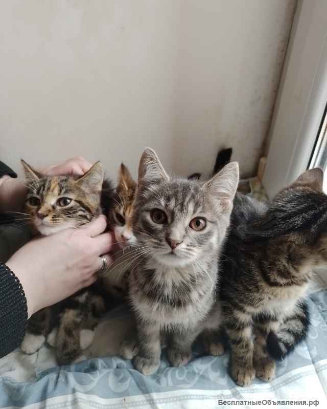 Кошечки в добрые руки