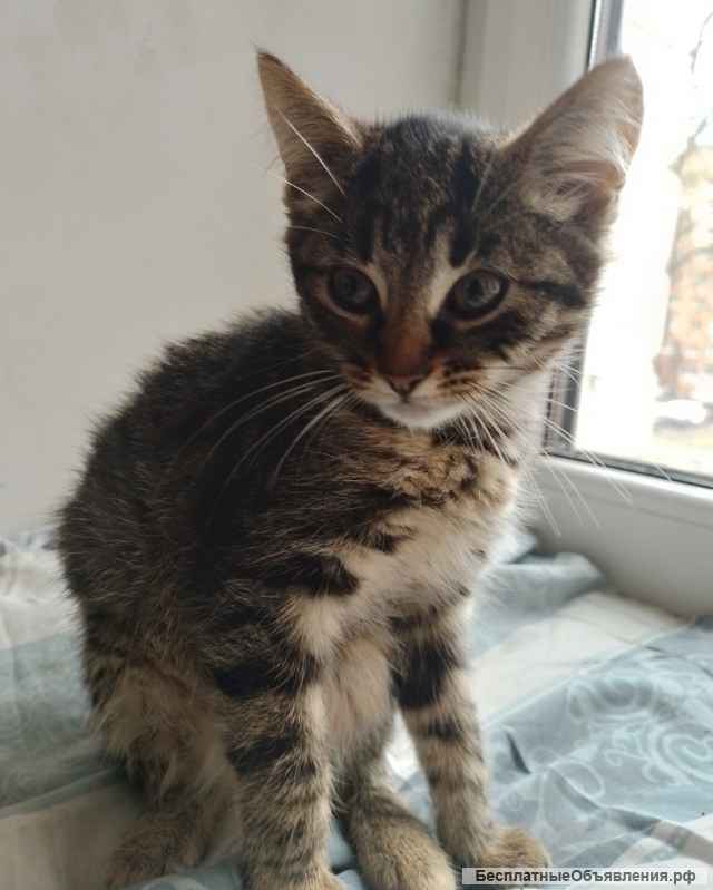 Кошечки в добрые руки