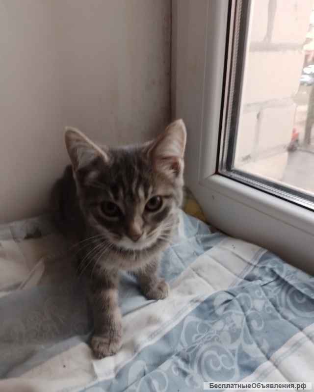 Кошечки в добрые руки