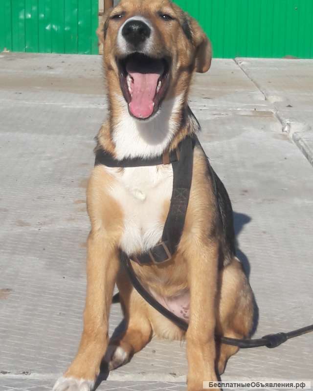 Пристраивается щенок