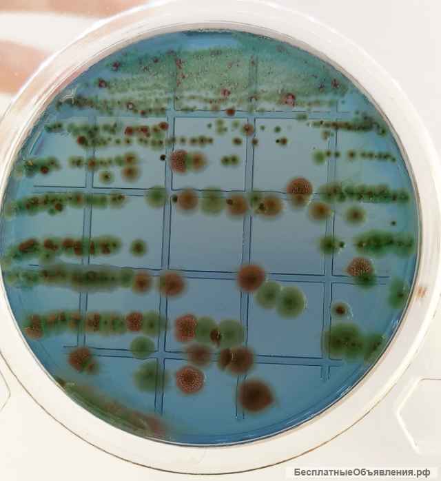Экспресс тест на E.coli и колиформные бактерии Замена для 3М Petrifilm 6421 Тест-пластины для опреде