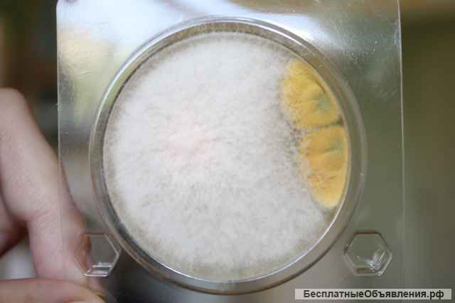 Экспресс тест на определение E.coli и колиформные бактерии