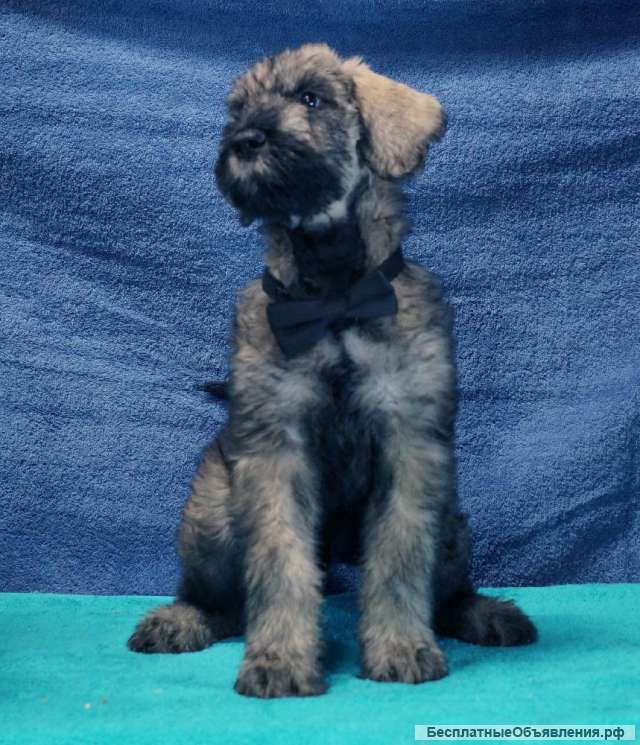 Щенки ризеншнауцера