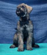 Щенки ризеншнауцера