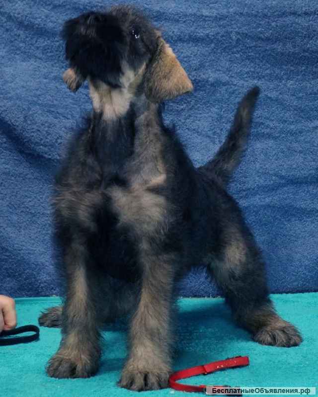 Щенки ризеншнауцера