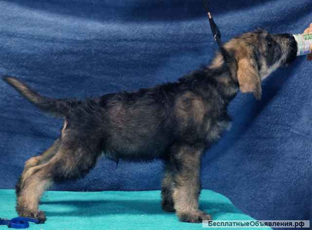 Щенки ризеншнауцера