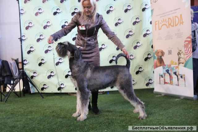 Щенки ризеншнауцера